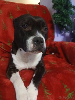 Stafordšírský bulteriér - 2