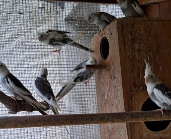 Korely bělohlavé - 2