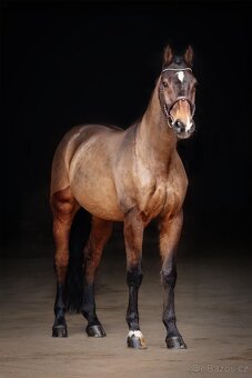 Hannoverský valach - 2