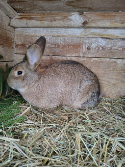 Králík - samice - 2