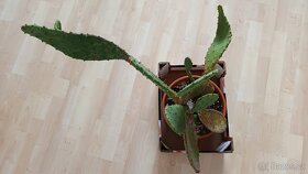 Kaktus opuncie - 2