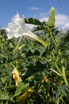 Durman obecný-Datura stramonium 400 semen 50 Kč - 2