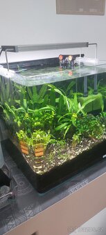 Prodam rostlinky: Anubias a Mikrosorium,Bucephalandra - 2
