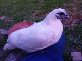Ga H´mong a Ayam Cemani černá slepice - 2