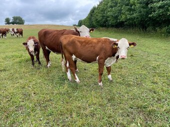 Jalovice Hereford s POP - 2