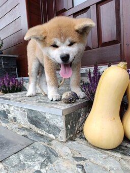 Akita Inu štěňátko - 2