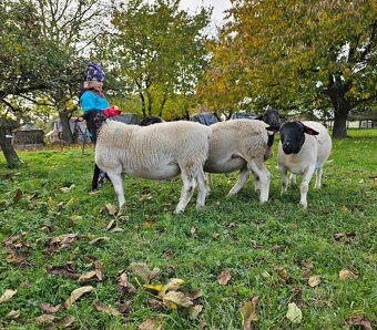 Plemenný beran dorper - 2