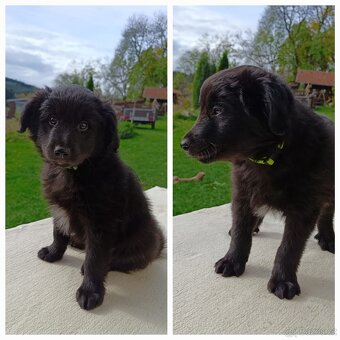 Pyrenejský ovčák FACE RASE s PP - 2