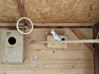 Korely, andulky, zebřičky - 2