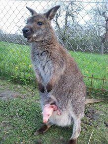 Klokan Benetův - mláďata 2025 - 2