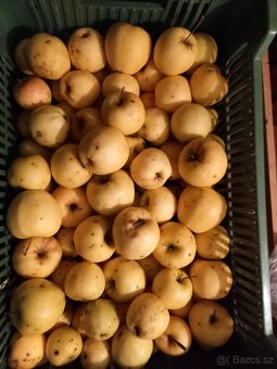 Prodej zimních jablek - 2