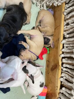 Štěňata francouzský buldoček - 2