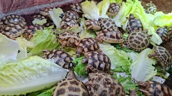 Suchozemská želva Zelenavá a Vroubená - 2