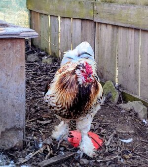 Kohout 🐓 - daruji - 2