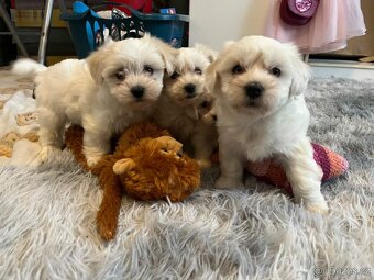 Maltézský psík - maltézáček - 2