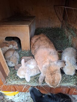 Zakrsli beránek - 2