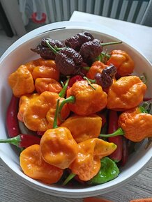 Domácí chilli omáčky - 2