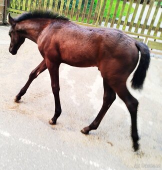 Lusitano x Welsh B - 2