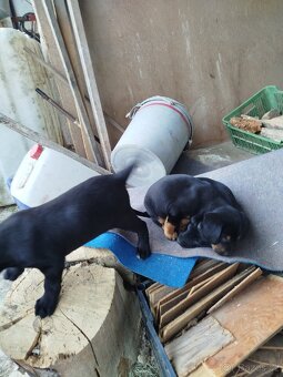 Kříženec labradora - 2