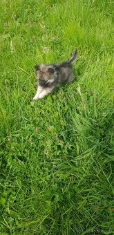 Špic trpasličí /Pomeranian - 2
