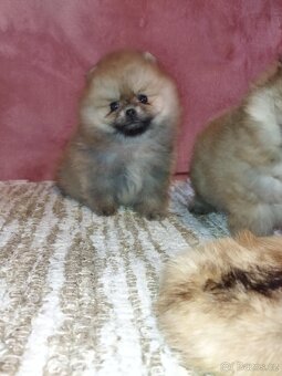 Pomeranian - 2