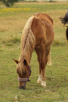 Hříbě sportovní pony - 2