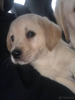 Labrador - 2