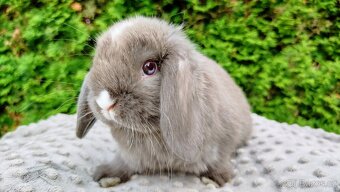 Zakrslý beránek, králíček, králík - ŇUFÍK - 2