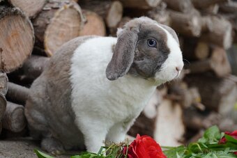 Krasna miminka rex beranků ( plyšová srst) - 2