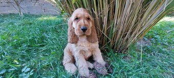 Anglický kokršpaněl - 2