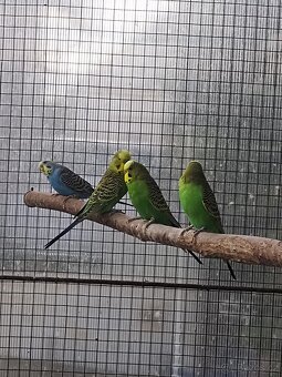 Andulka vlnkovaná - 2