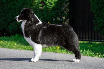 Australský ovčák dospělá samice - 2