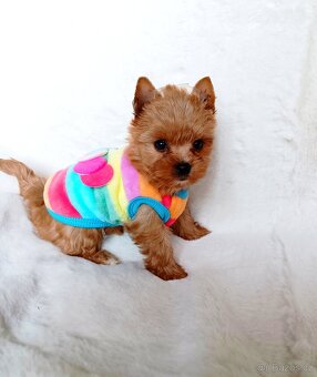 Jorkšírský teriér ve vzácné barvě zlaté s PP - 2