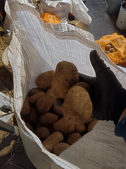 Prodám brambory na uskladnění - 2