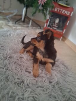 Prodám štěně čivavy - 2