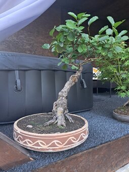 Bonsaj,bonsai Olše - 2