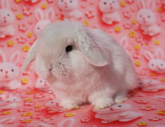 NHD zakrslí beránci samečci - 2