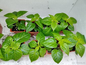 Sazenici Chilli papriček - 2