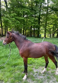 Welsh Part-Bred - 2