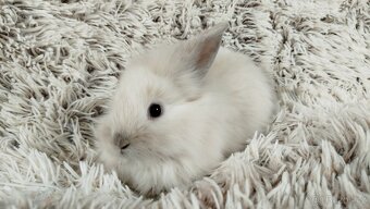 Zakrslý králík, králíček, králík - (lvíček)-VIKY - 2
