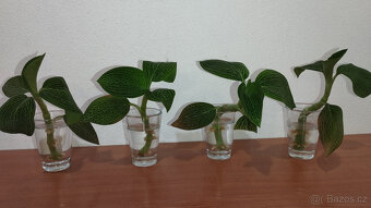 Ludisia Discolor Alba ( jewel orchid ) - 2
