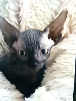Kanadský Sphynx koťata bez PP již k odběru - 2