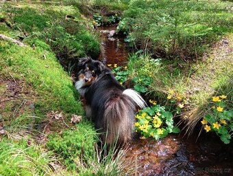 Sheltie Pes s PP - nabídka krytí - 2