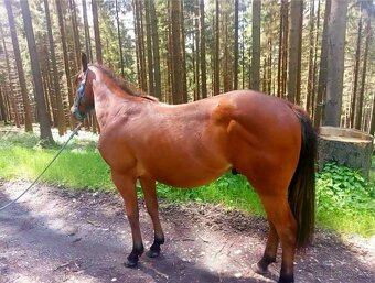 AQH valach - 2