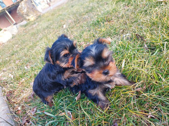 Jorkšírský teriér - 2