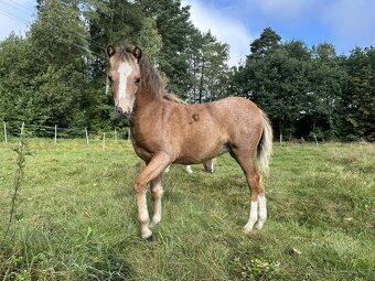Nabízíme letošní pony klisničku - 2
