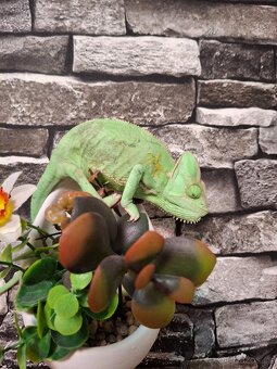 Chameleon jemenský - 2