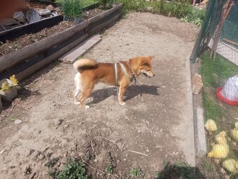 Shiba inu - 2