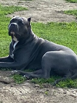 American Bully xl/xxl - 2