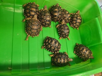 Želva pardálí - Stigmochelys pardalis - 2